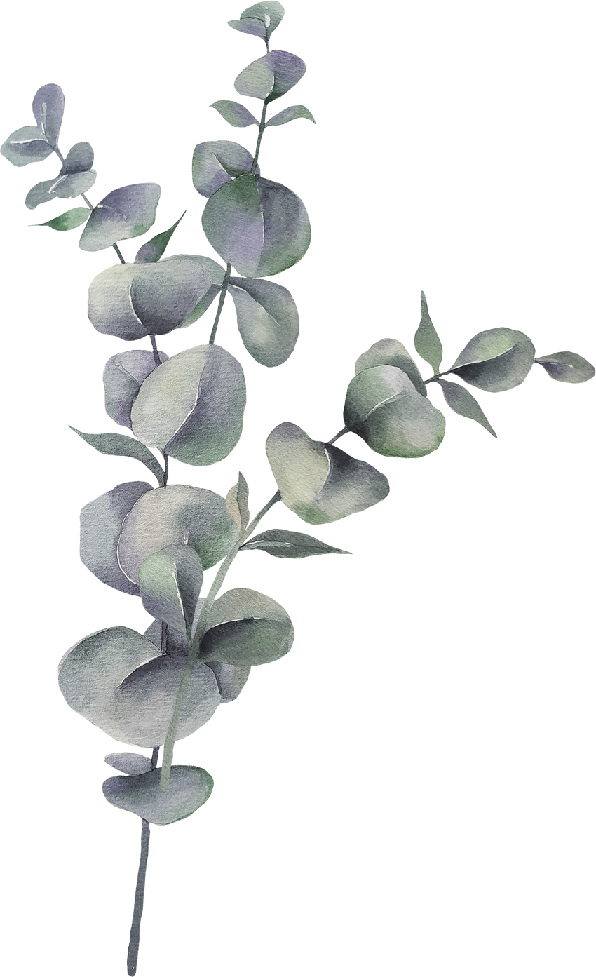 Eucalyptus Leaves Watercolor Illustration